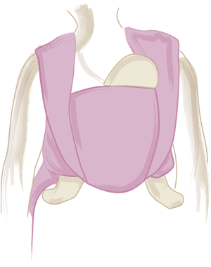 DIDYMOS Fascia